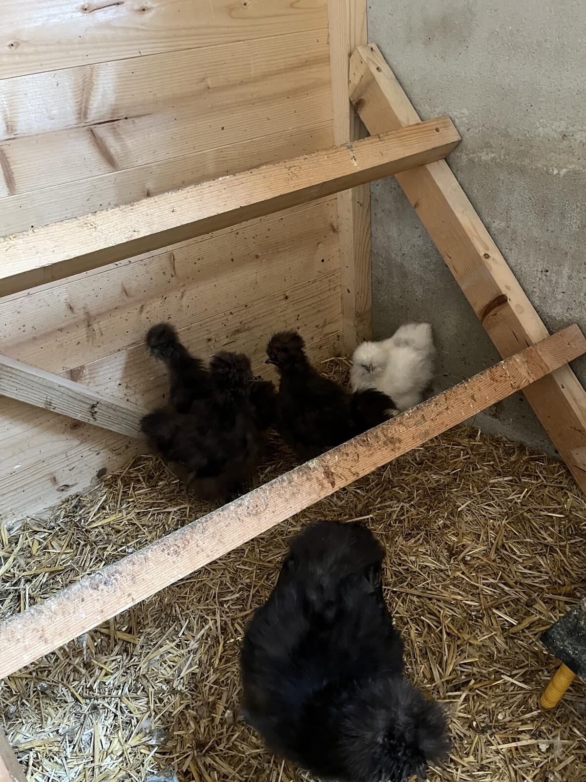 Seidenhühnerküken 2