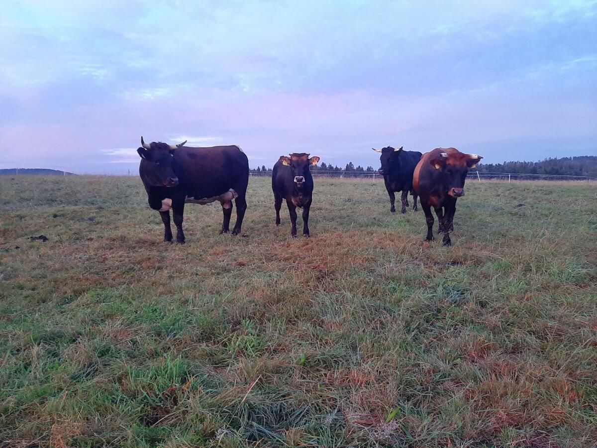 Tuxer Jungrinder zur Zucht (w/m) BIO 1