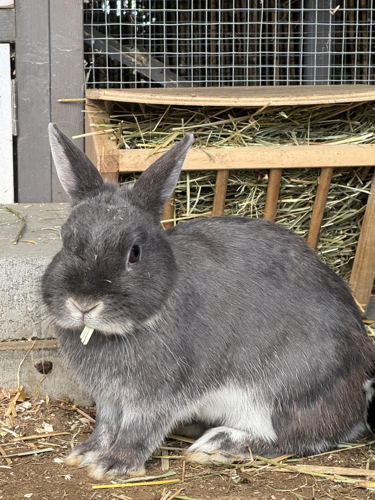 Farbenzwerg Weibchen 3