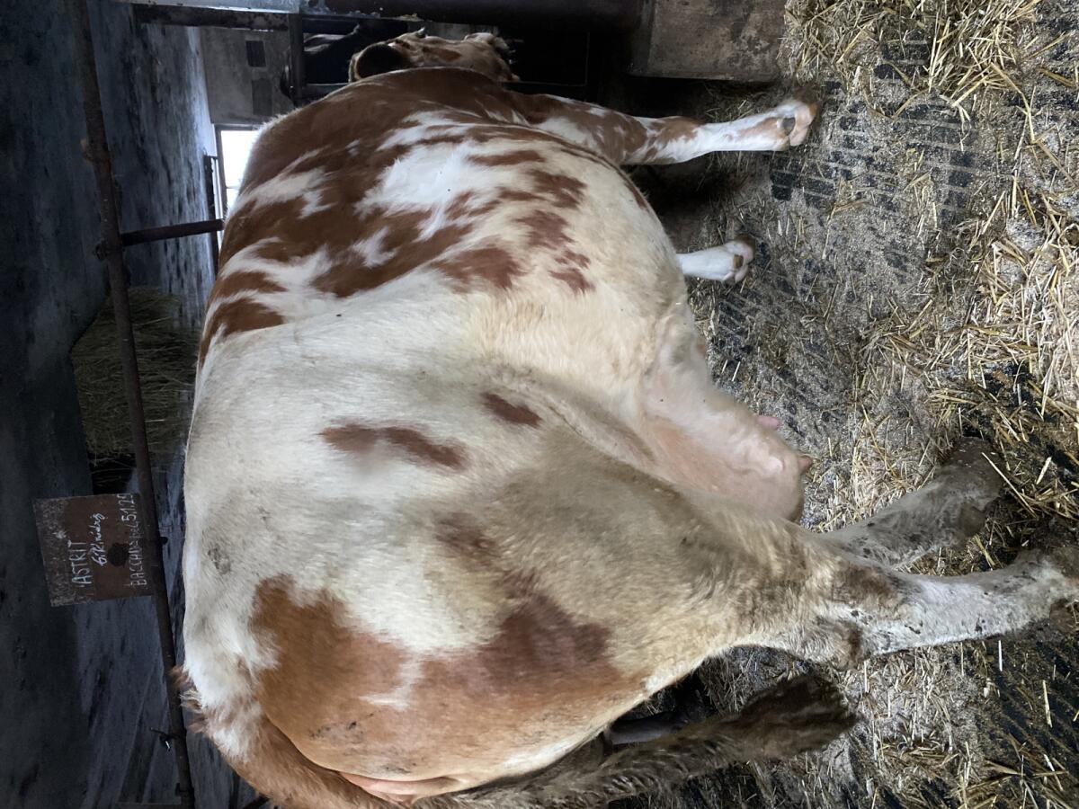 Verkaufe Fleckvieh Kuh FV 2