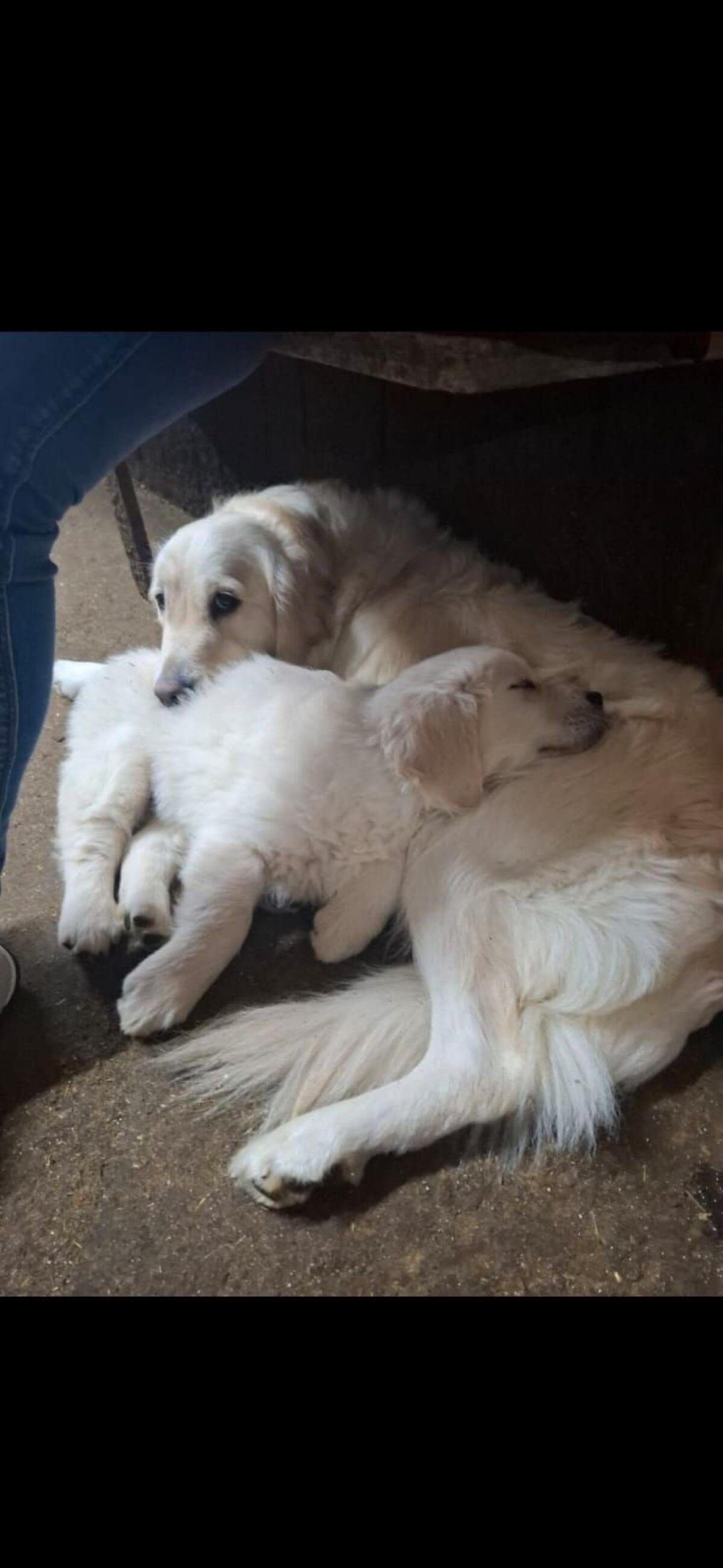 Golden Retriever Welpen 1