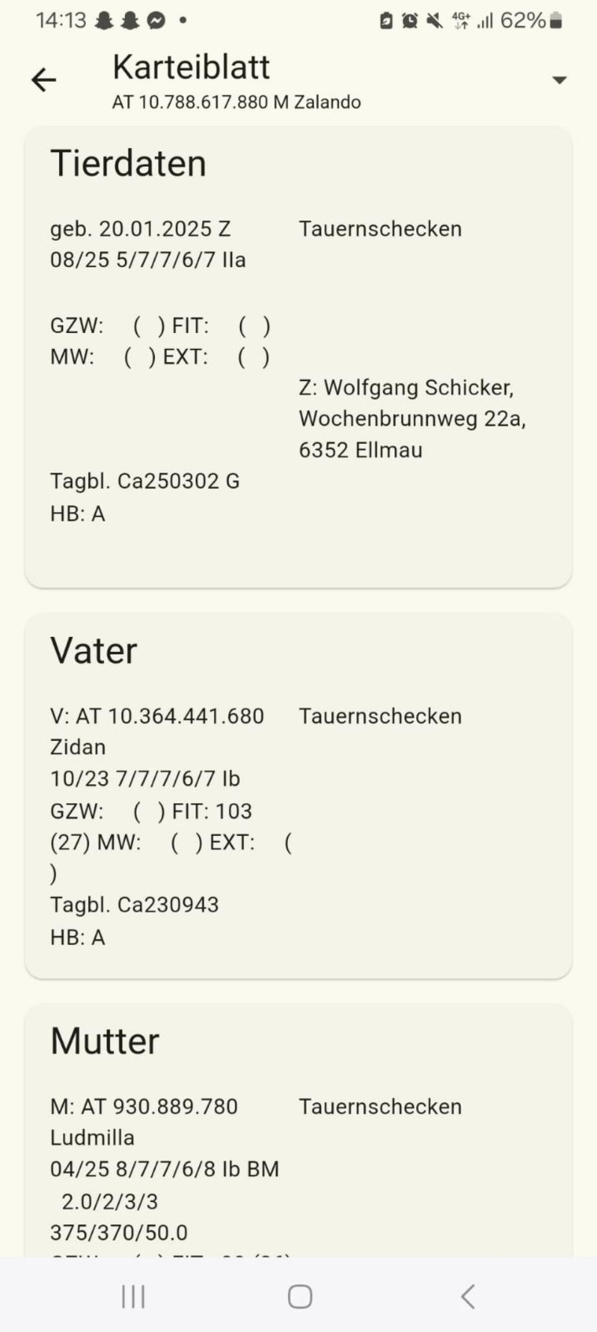 Tauernschecken Bock 2