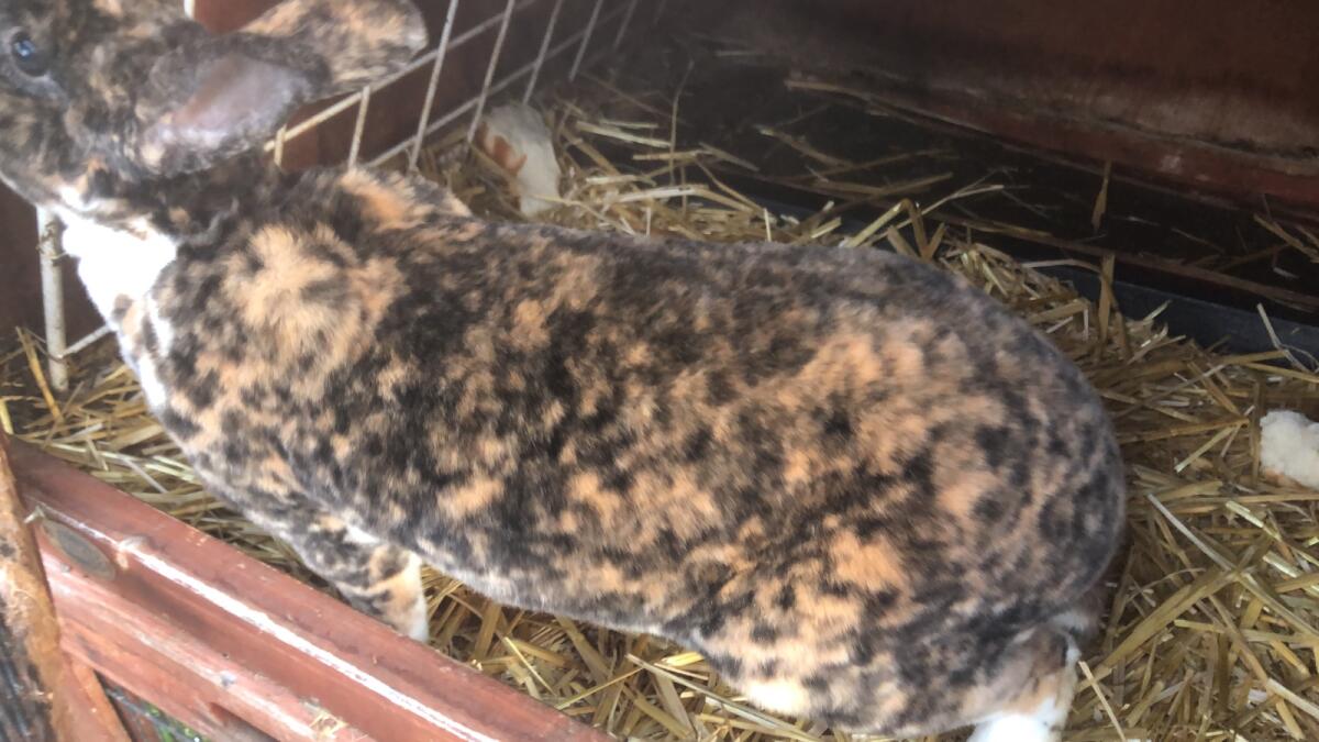 KLEINREX MISCHLING HASE 3