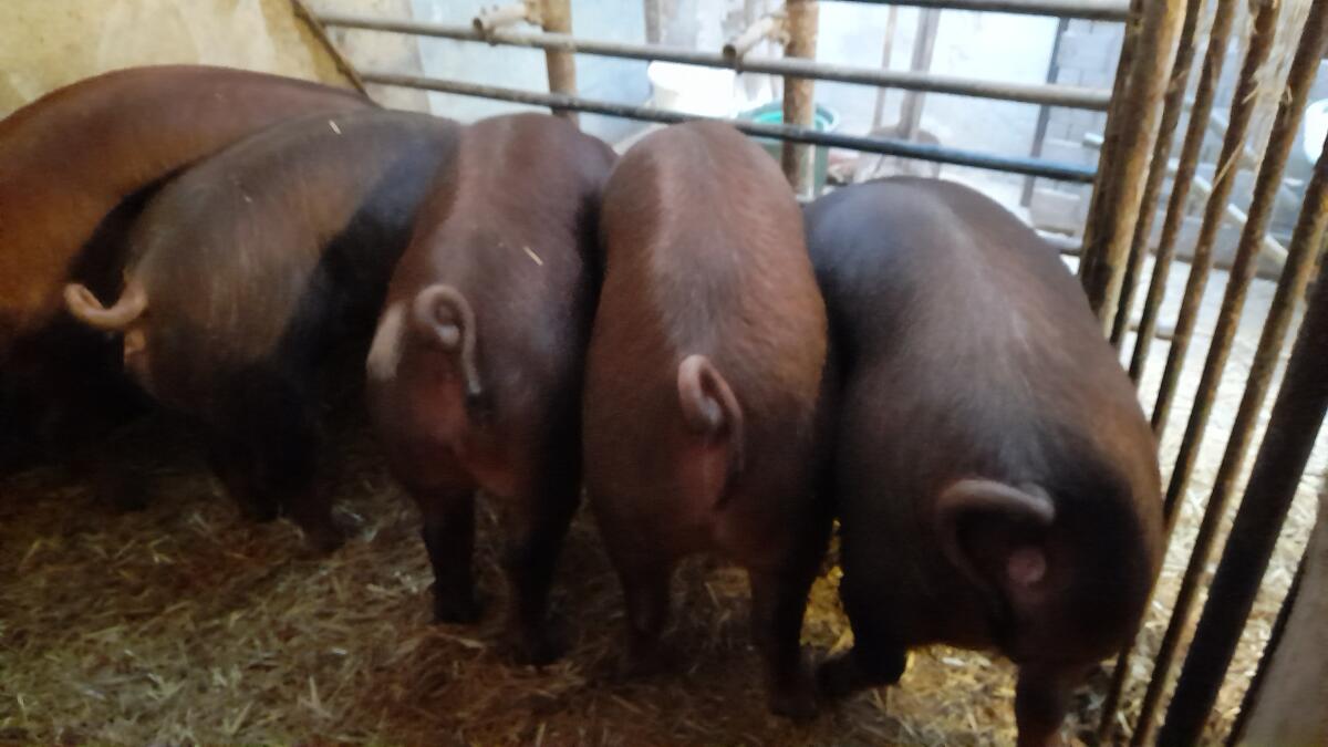 Mastschweine Duroc, D x SH, L x D 2