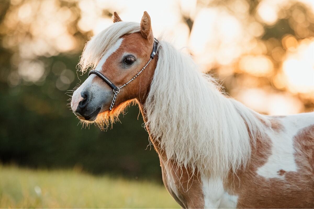 Siegerjährlingsstute Minishetland 3