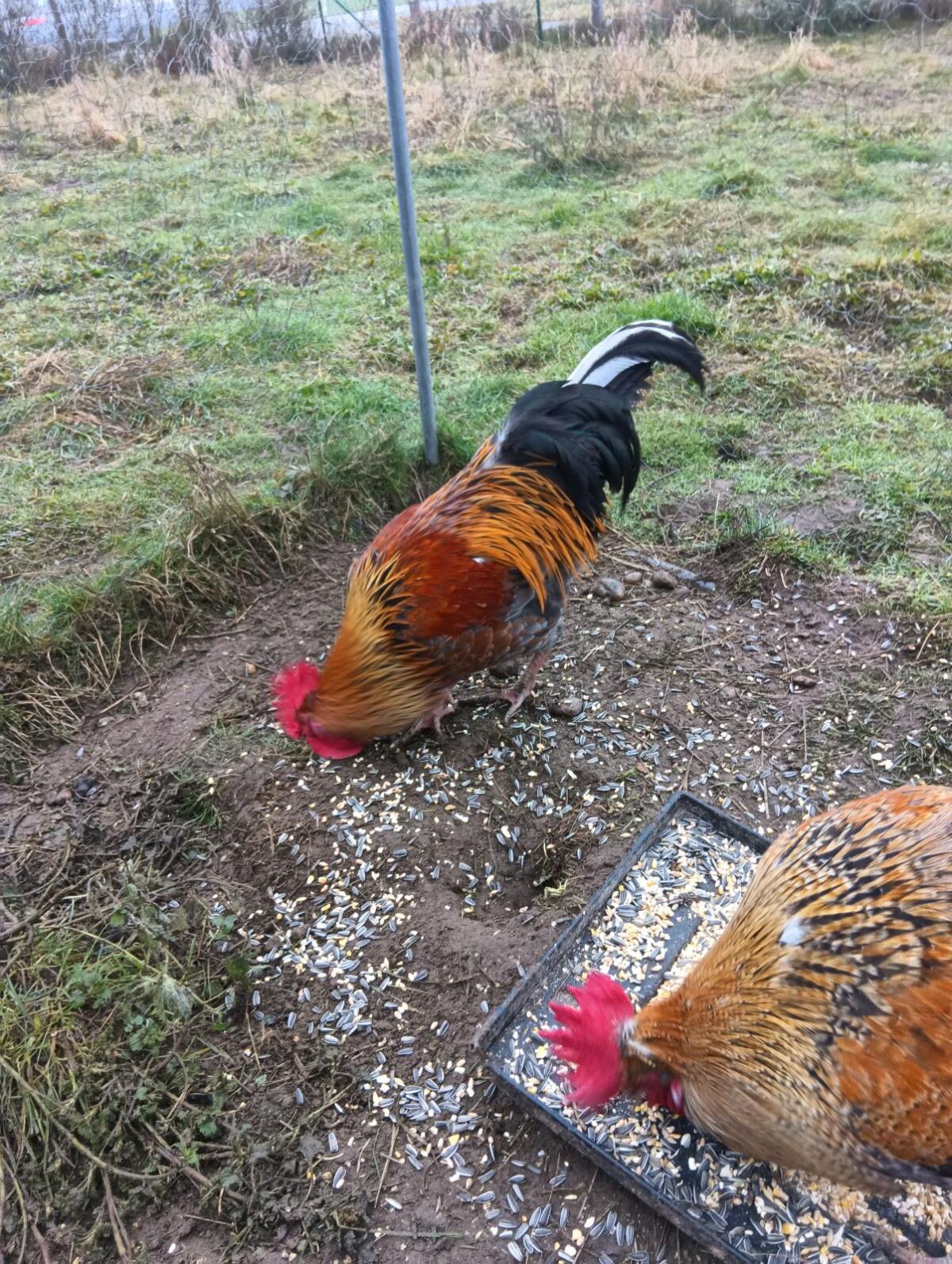 2 Junghähne suchen neues Zuhause 2