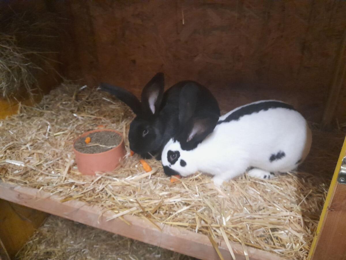 Deutsche Riesenschecken 1