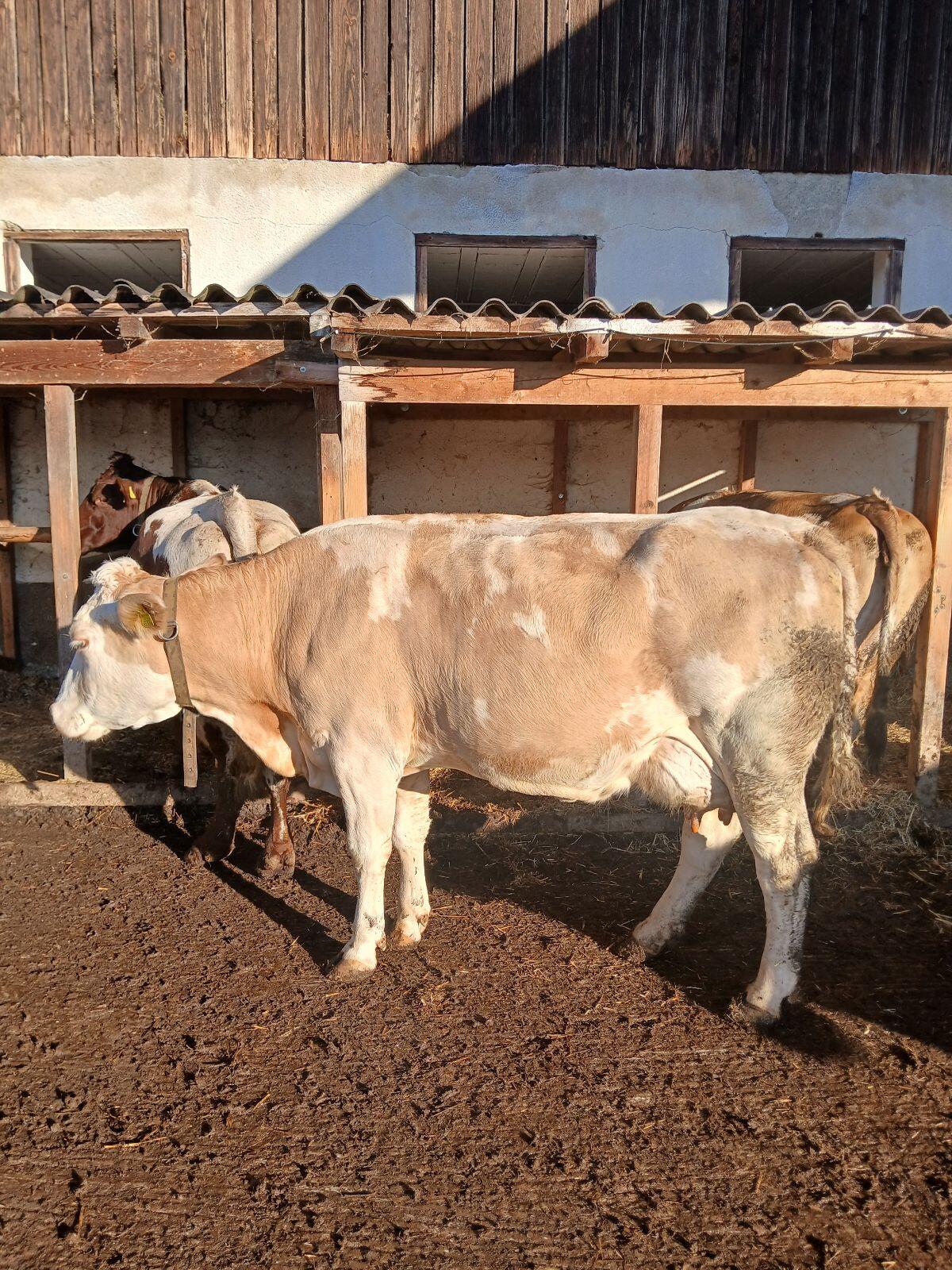 Fleckvieh Milchkuh 1