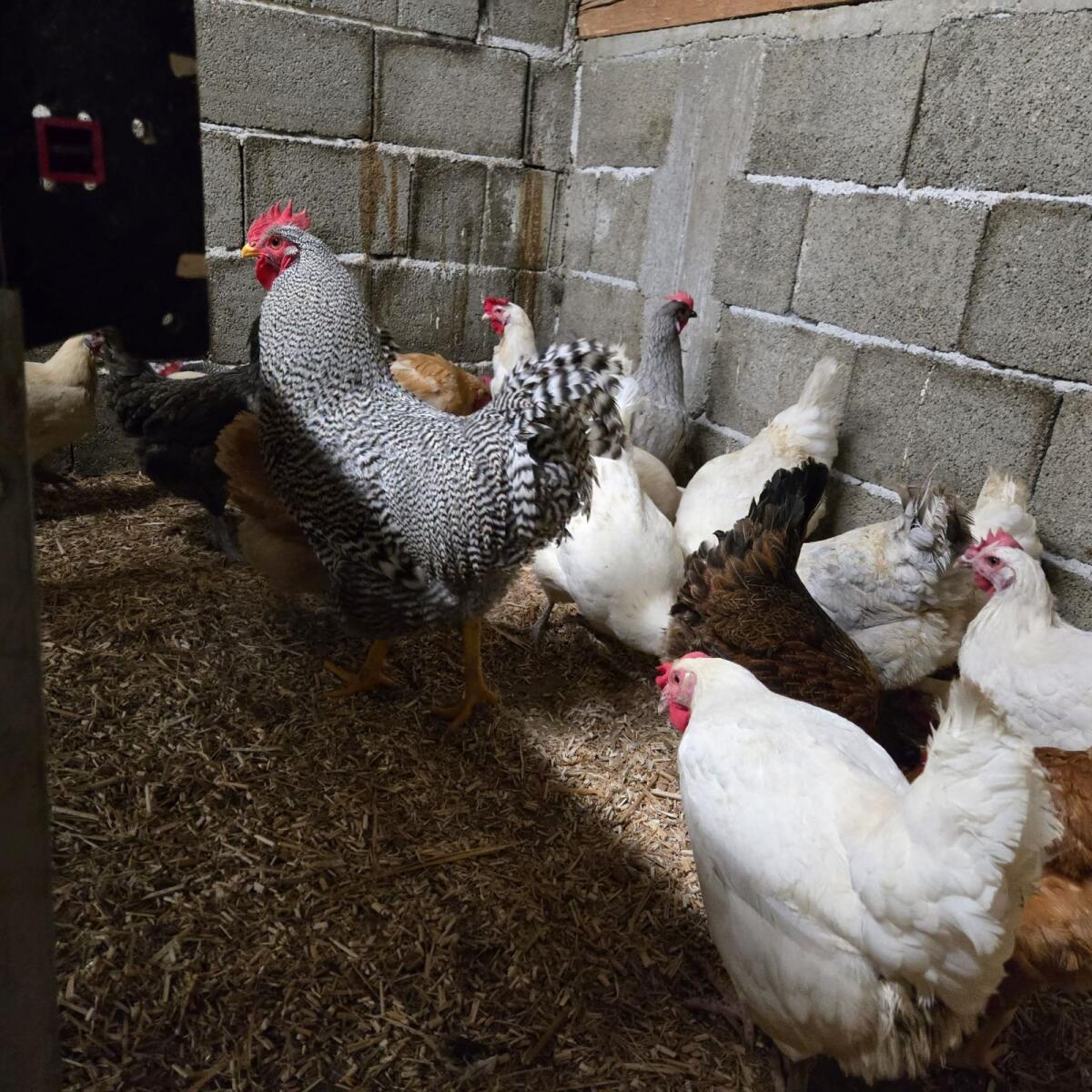 Amrock Legehennen & Hahn 2