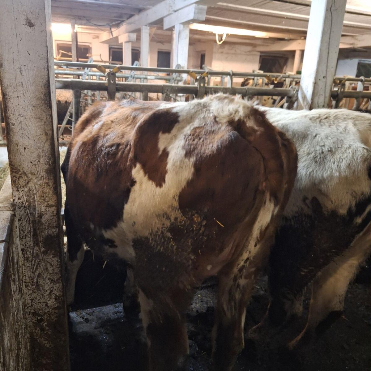 Trächtige Normande x Fleckvieh Kalbin zu verkaufen 3