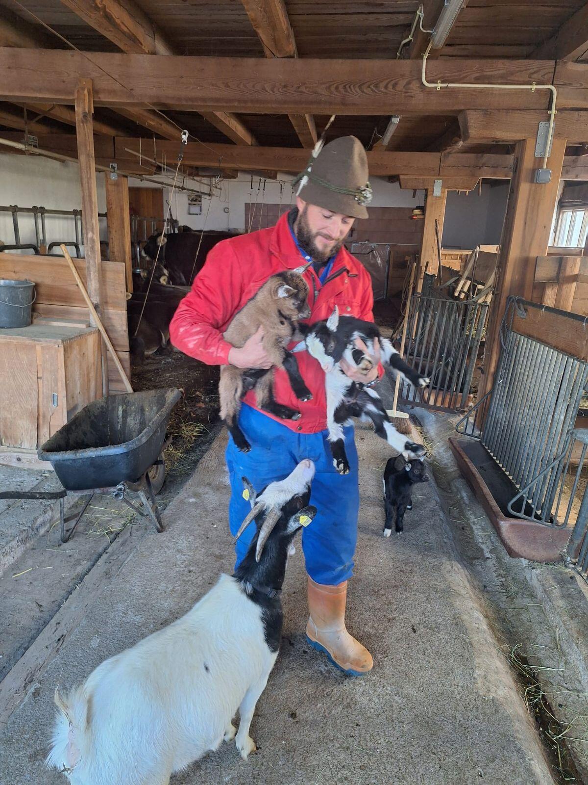 Zwergziegen-Böcke 2