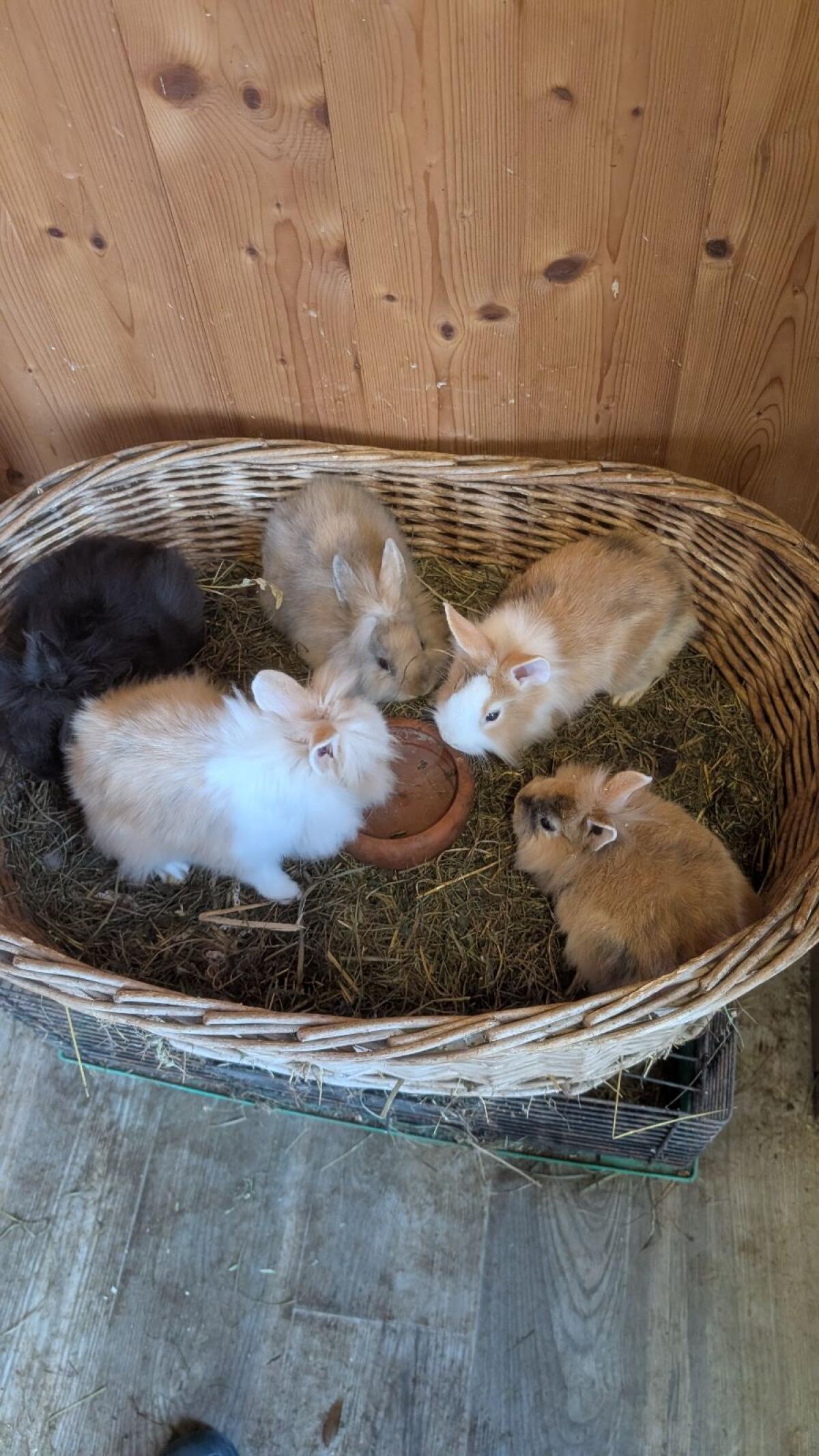 Löwenkopf Zwergkaninchen in allen Farben 1