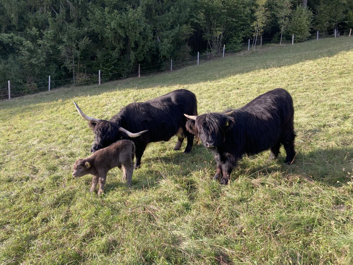 Verk. 2 Hochlandrindkalbinnen! BIO 1