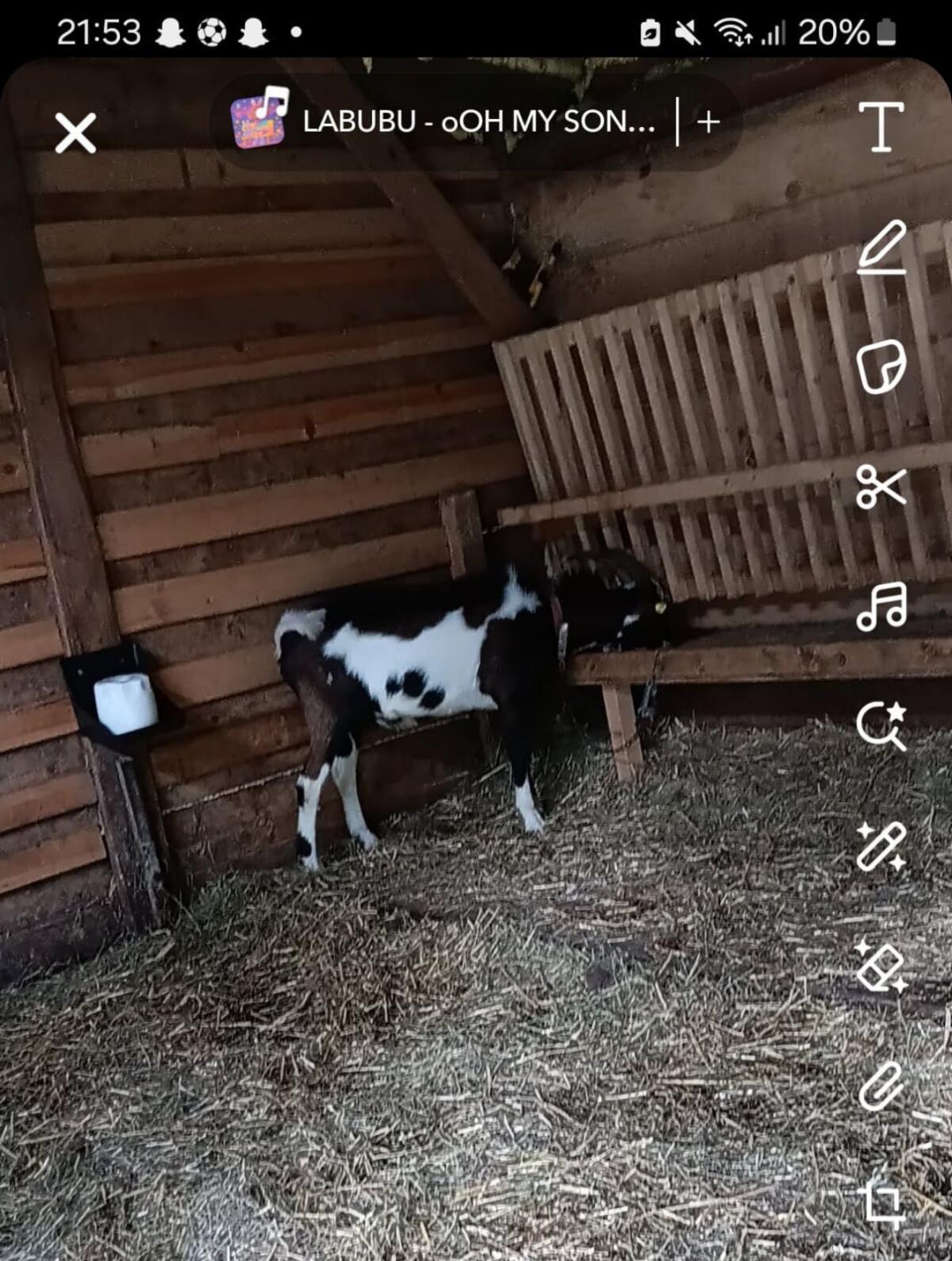 Tauernschecken Bock 1