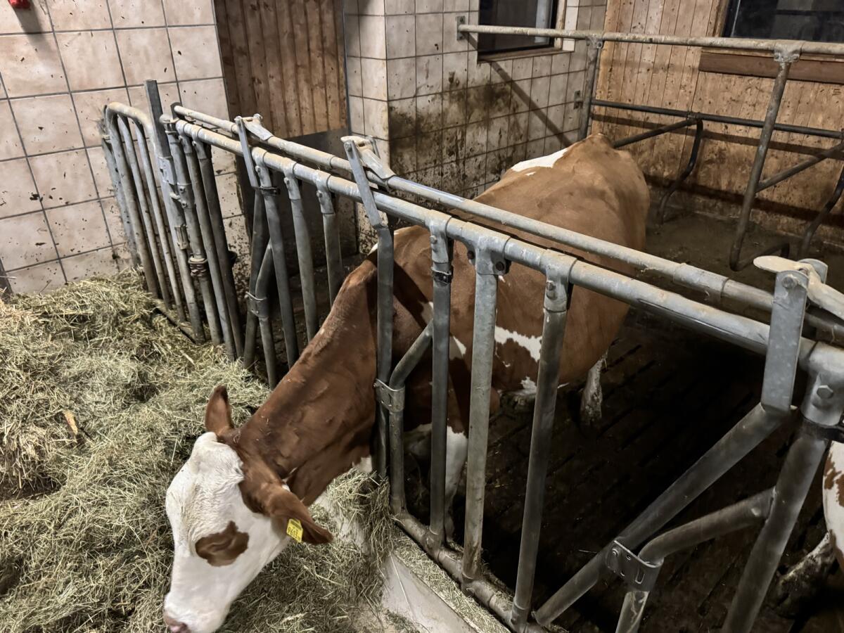 Trächtige Bio-Kalbinnen zu verkaufen 2