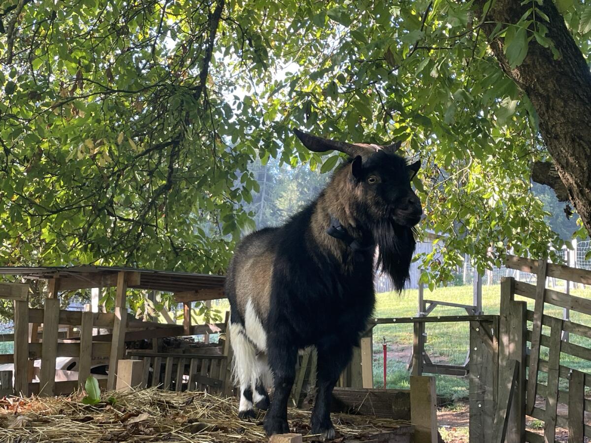 Mini Zwergziegen Mädchen 3