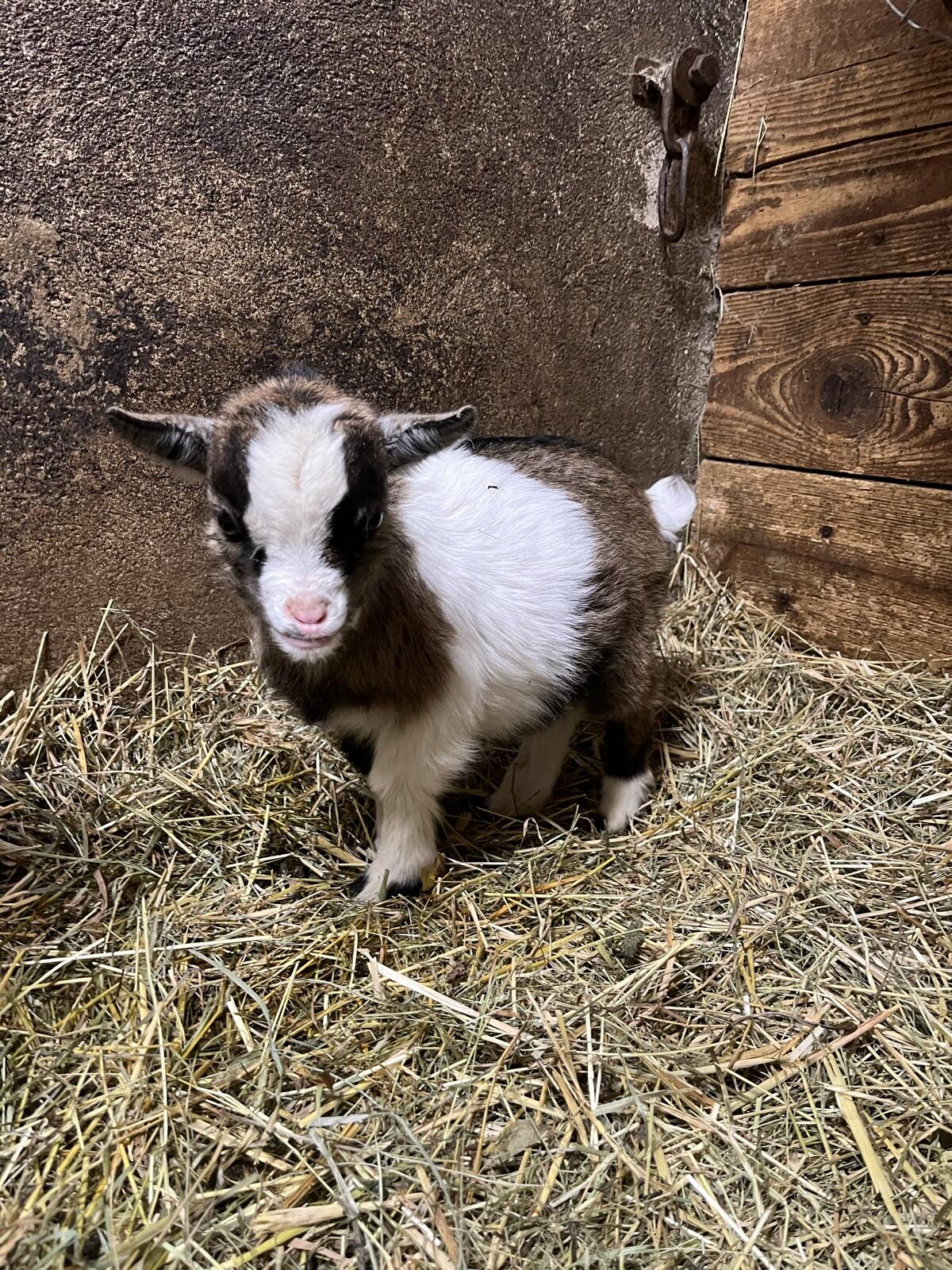 Mini Zwergziegen Mädchen 2