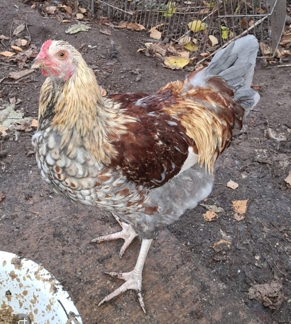 Wyandotten-Mix Junghahn 3
