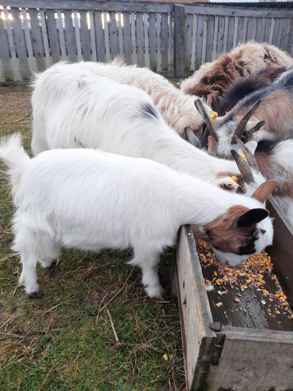 Zwergziegen und Zwergschafe zu verkaufen 2