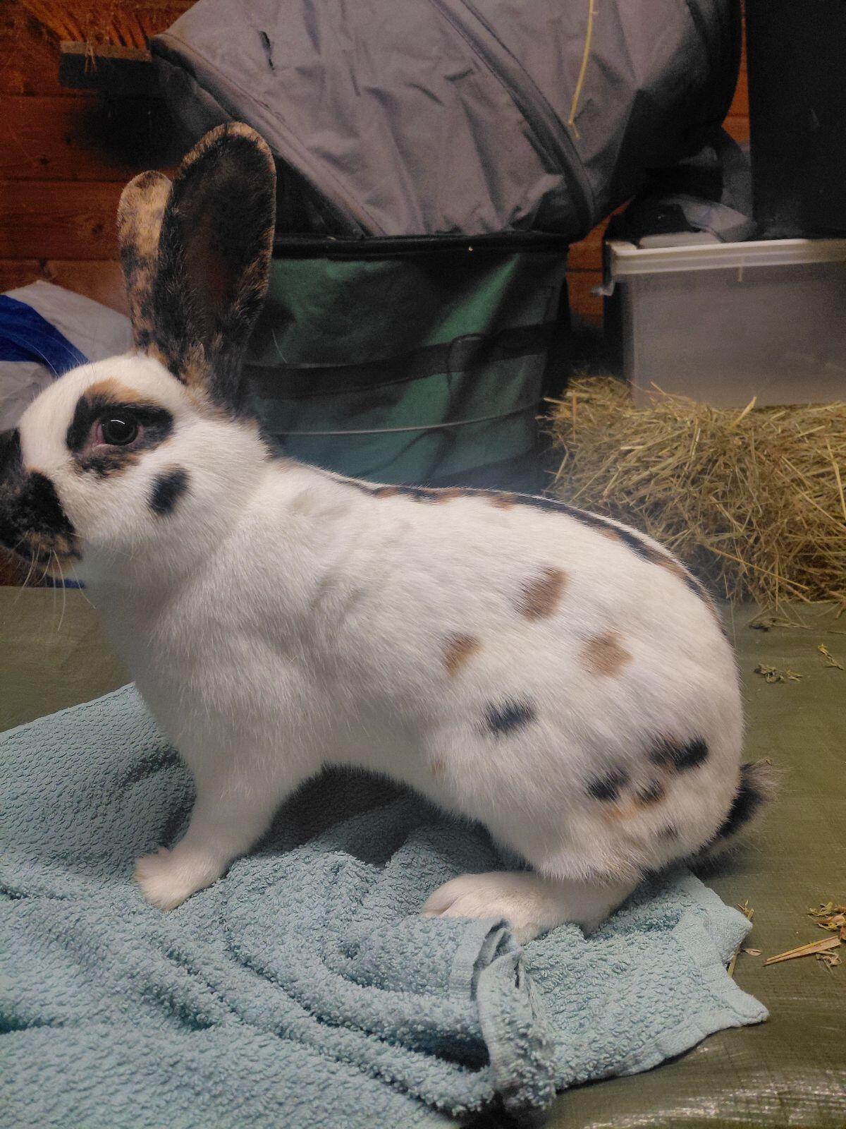 Rheinische Schecken, Dreifarbenschecken, Kaninchen 2