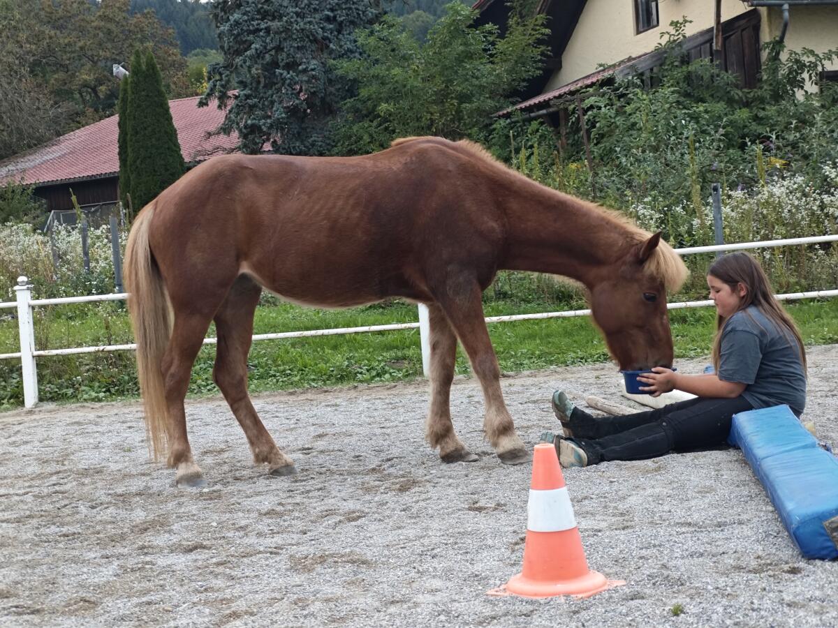 Verkaufe einige gut ausgebildete Kinderponys 3