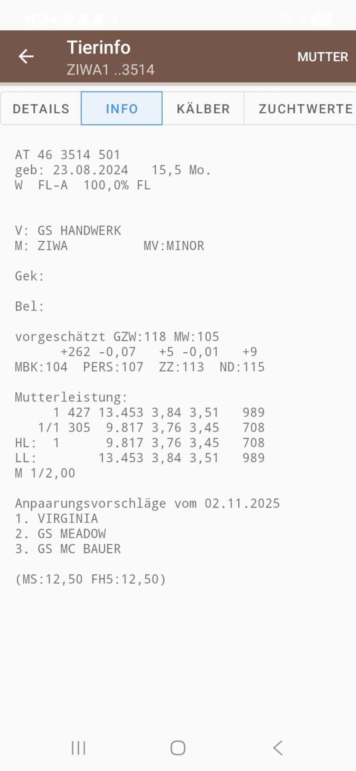 Trächtige Fleckviehkalbin 2