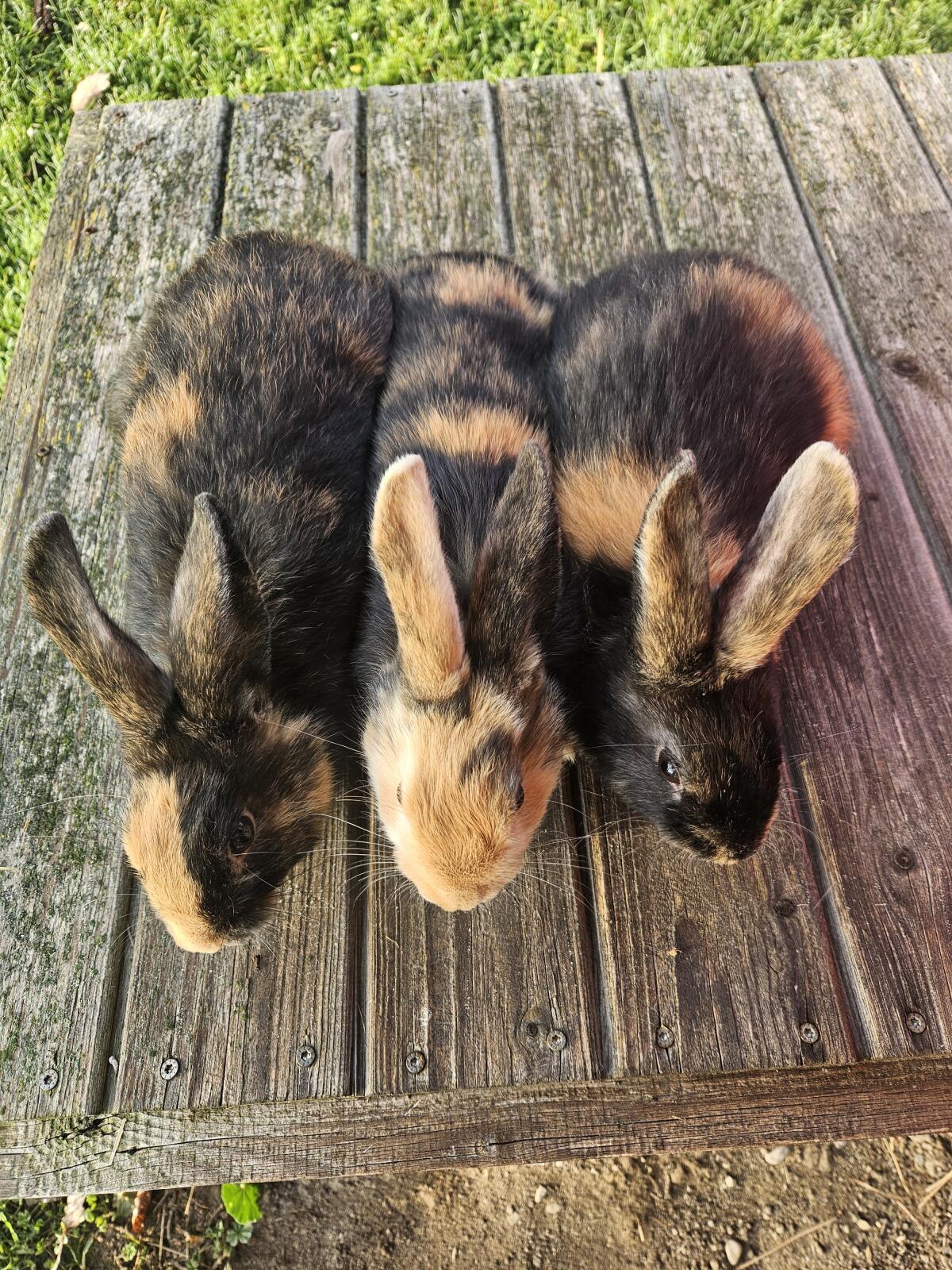 Japaner Kaninchen reinrassig 1