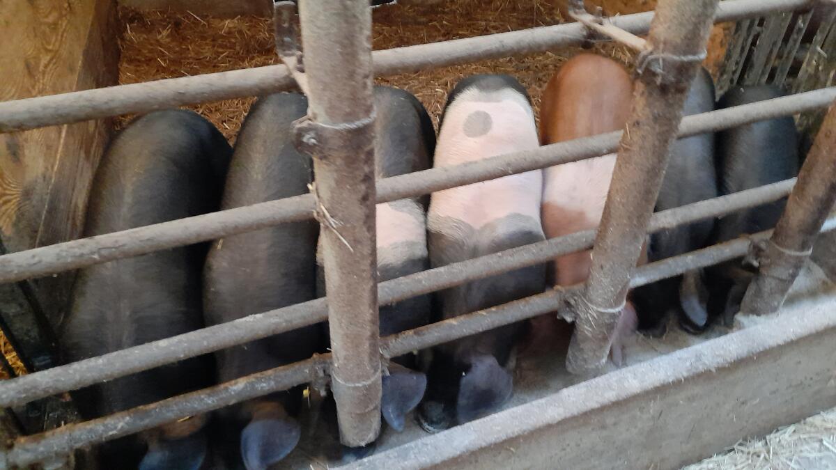 Duroc Ferkel, DxSH, DxL 3