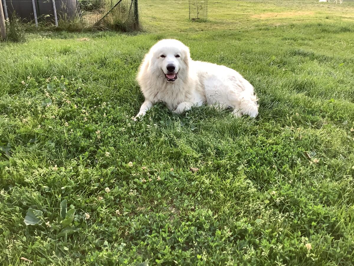 Pyrenäenberghunde Rüde 2