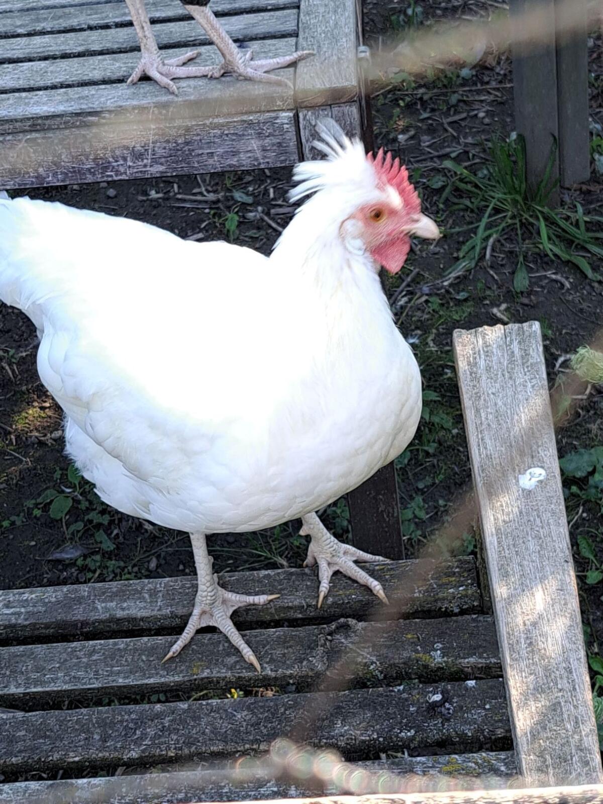 Altsteirer Junghähne 3