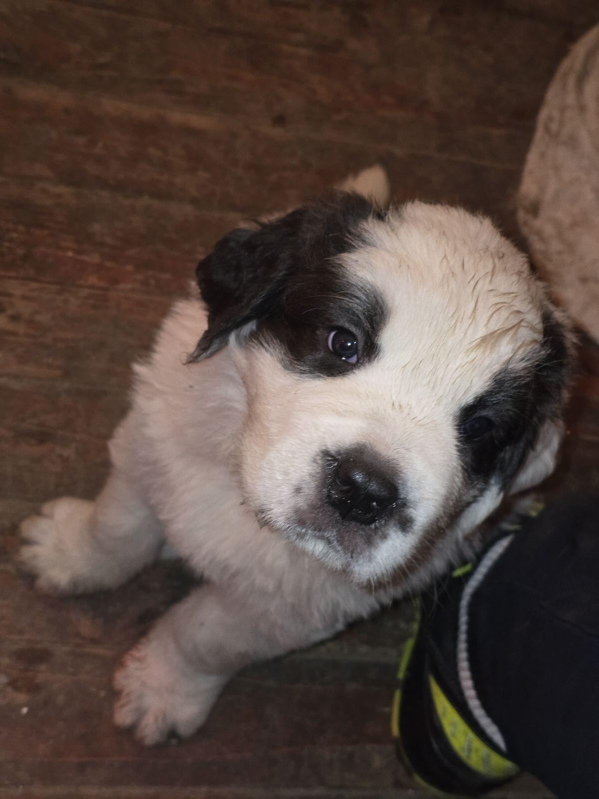 Wunderschöne Bernhardiner Welpen zu verkaufen 2