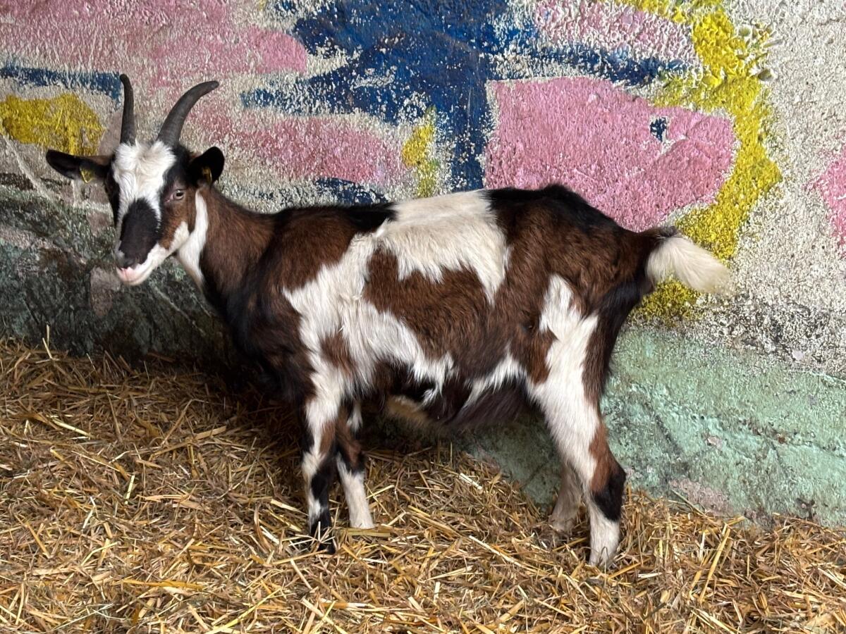 Schöne hochträchtige Jungziege, Tauernschecke, zu verkaufen! 1