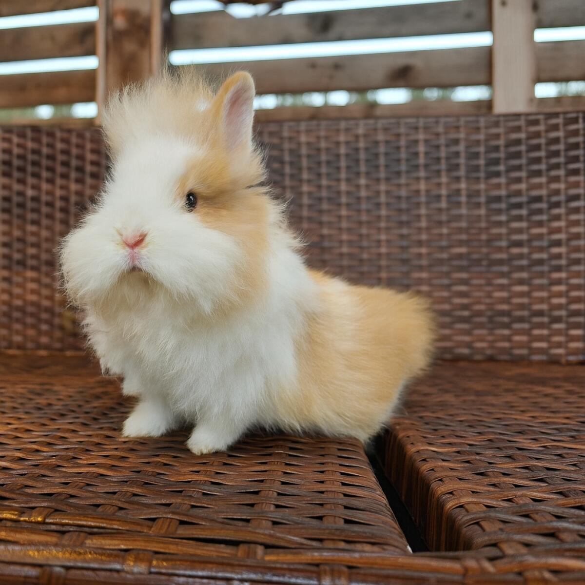 Löwenkopf Zwergkaninchen kastriert 2