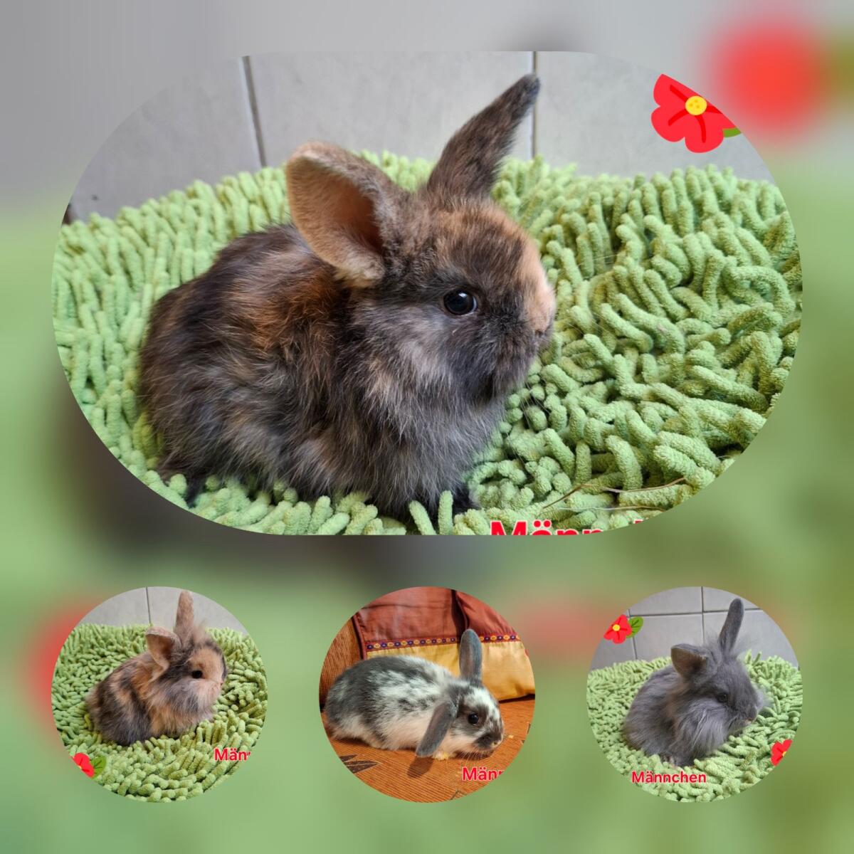 Süße Zwergkaninchen 1