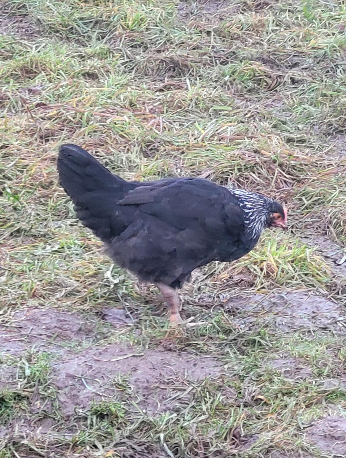 Junghennen, Legehennen, Buntleger, Übergabe ggf. in Linz 1