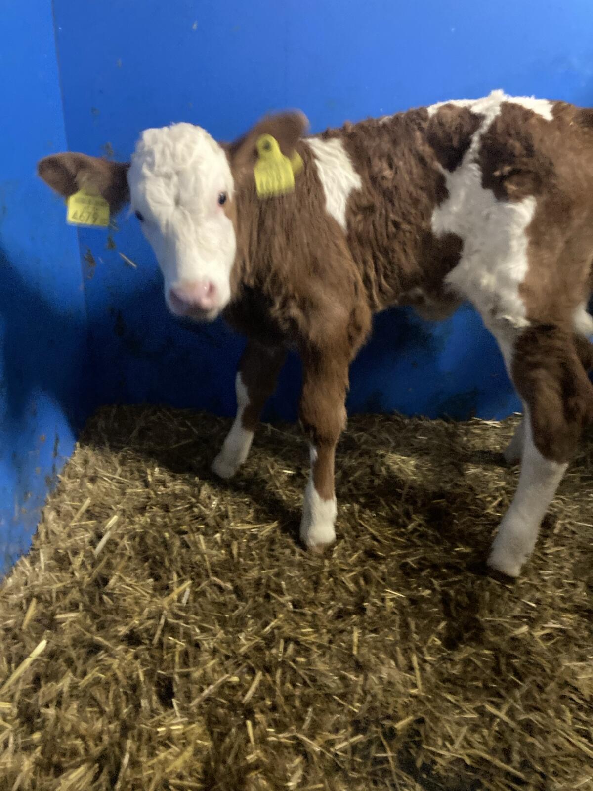 BIO Fleckvieh Zuchtkälber 1