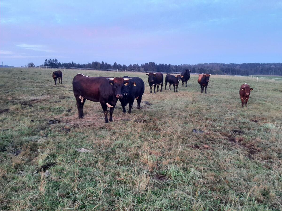 Tuxer Jungrinder zur Zucht (w/m) BIO 3