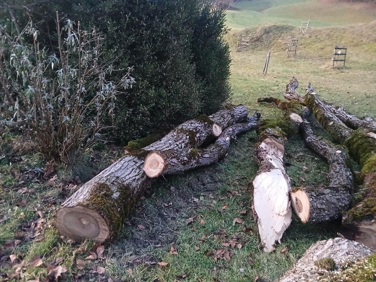 Walnussbaum zu verkaufen 2