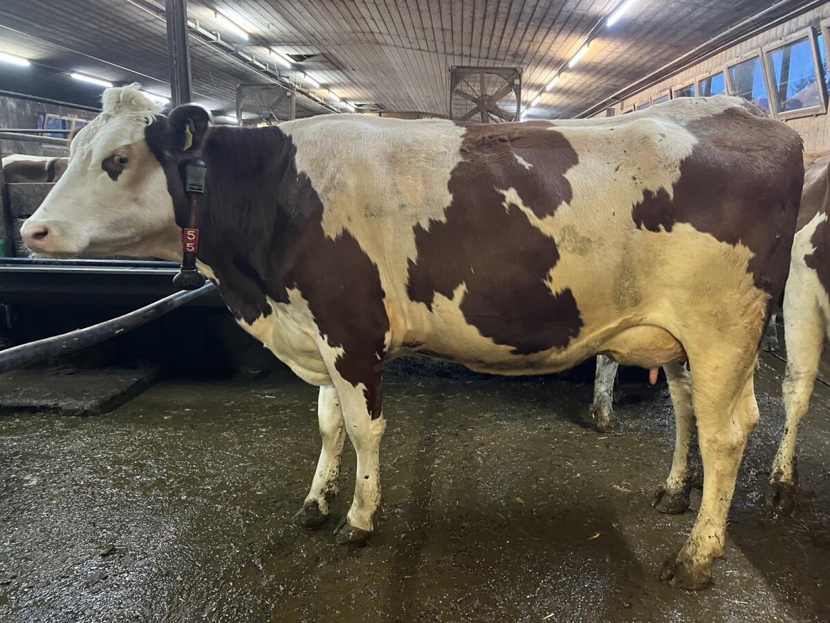 Jungkühe/Fleckviehkühe 1