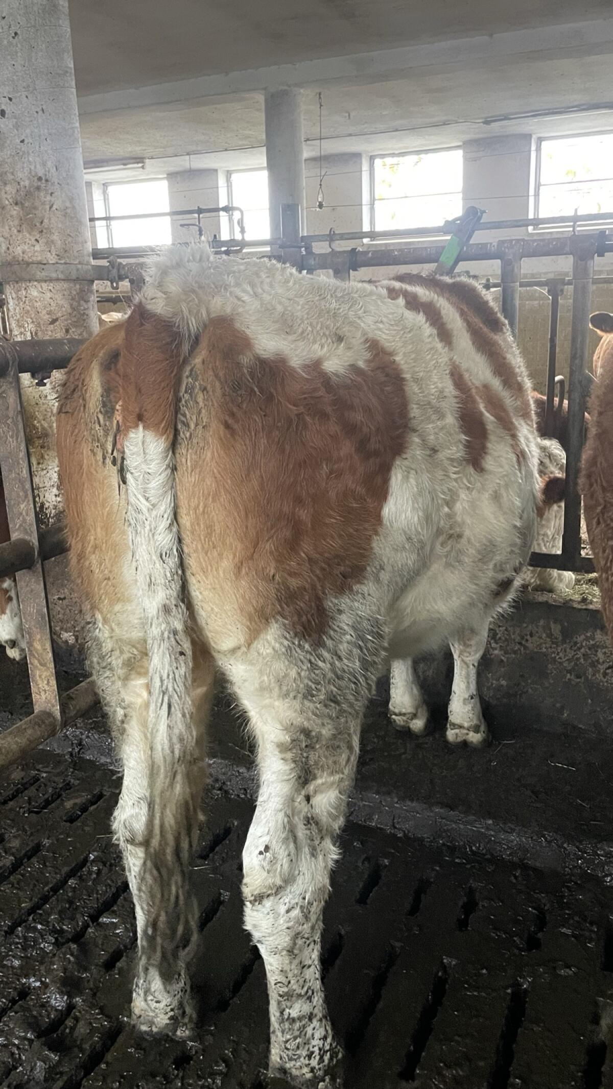 Verkaufe Fleckviehkalbin Bio, trächtig 2