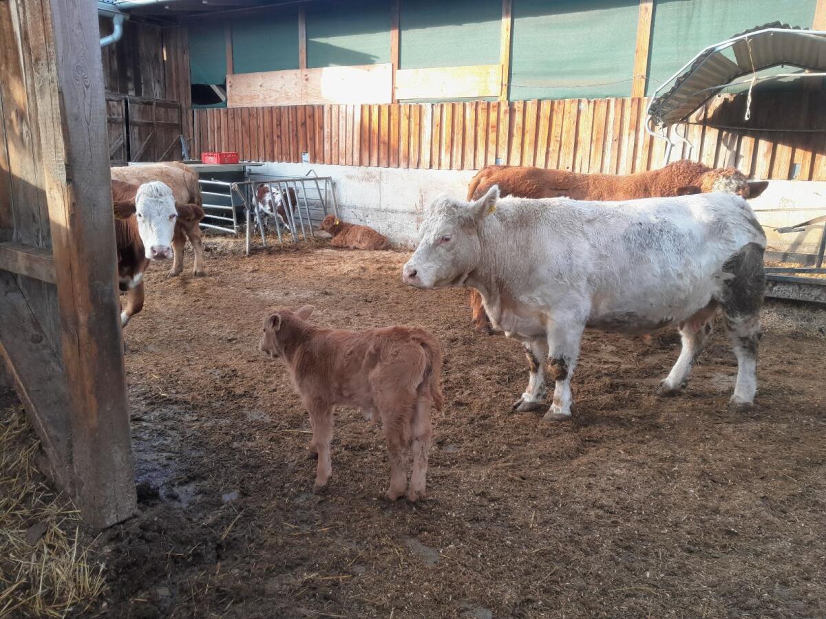 Verkaufe Charolaiskuh 1