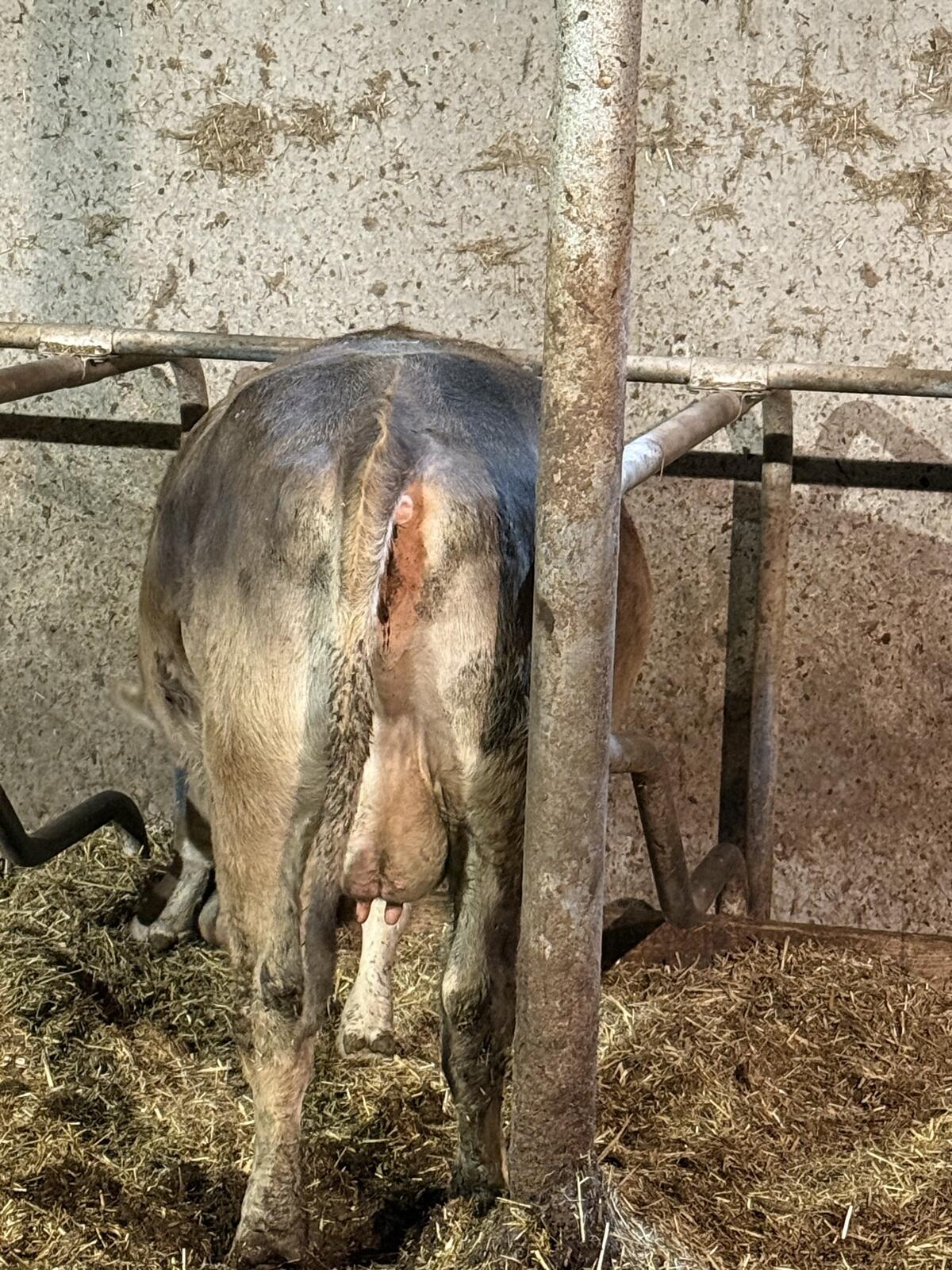 Braunvieh Original 2