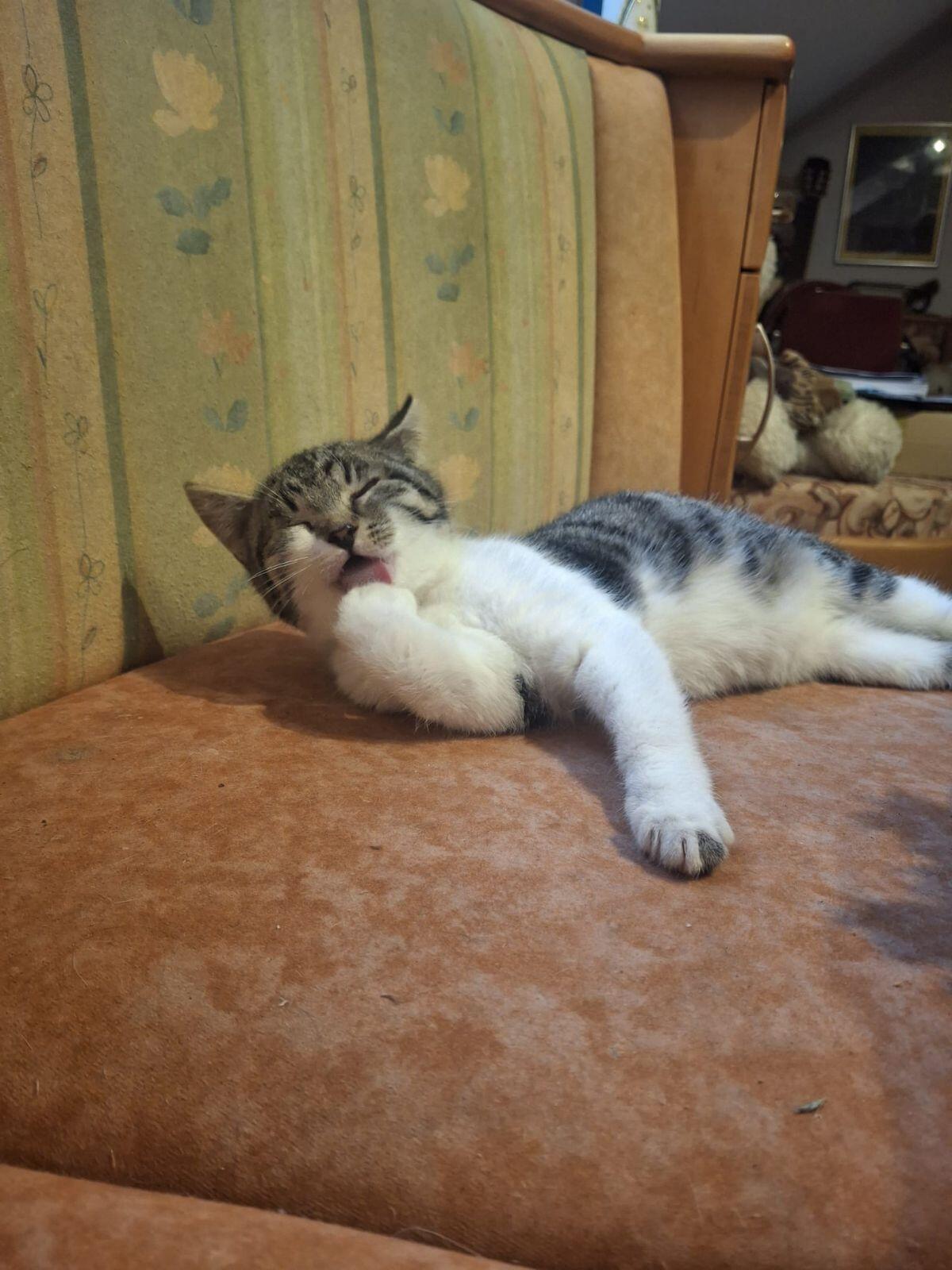 Kätzchen (weiblich) 1