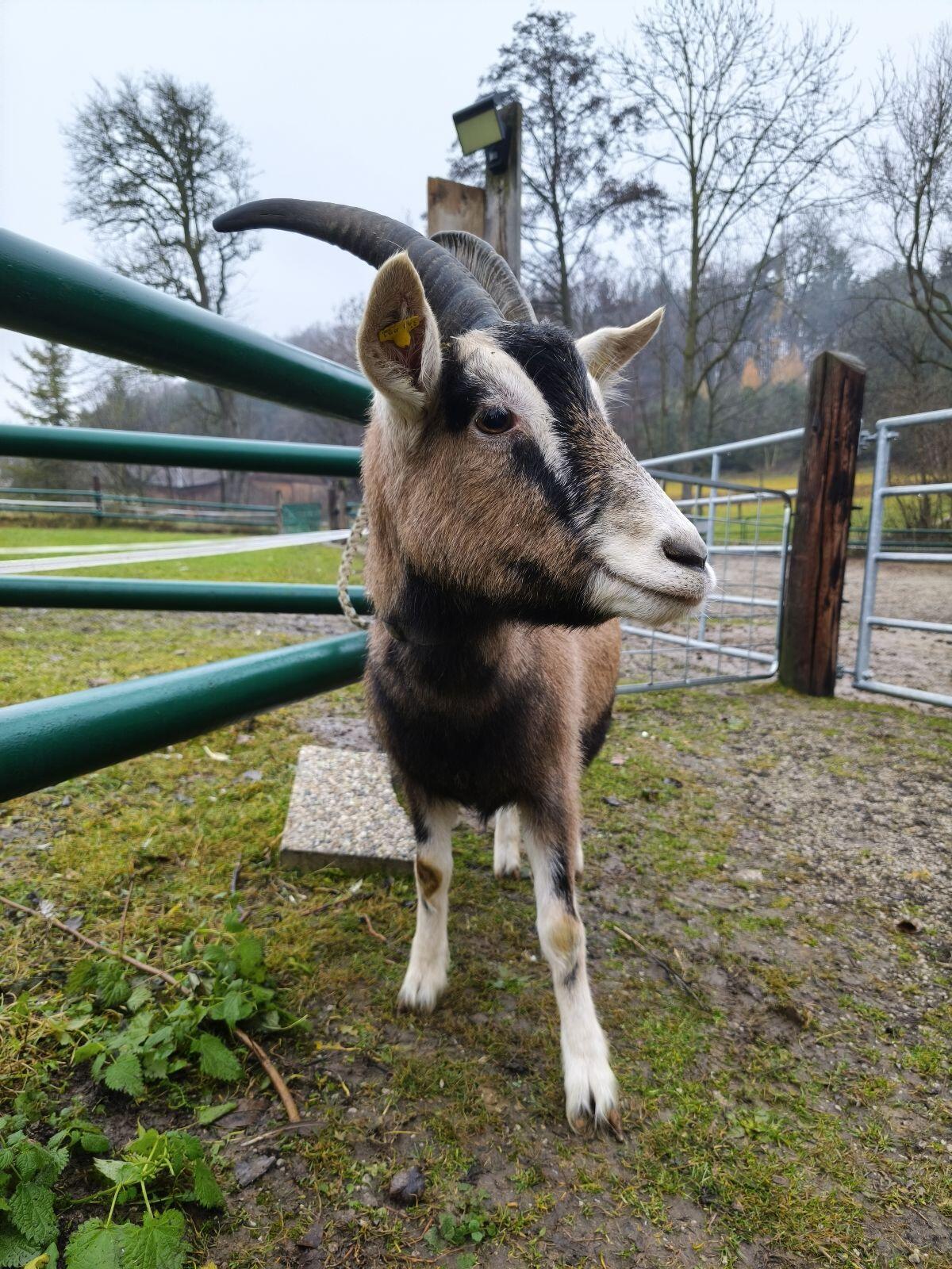 Toggenburger Ziege 2
