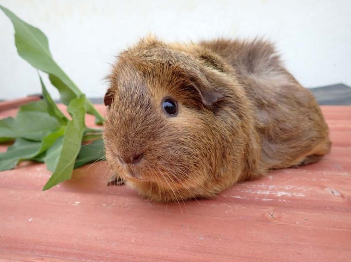 Vergebe erwachsene Meerschweinchen 3