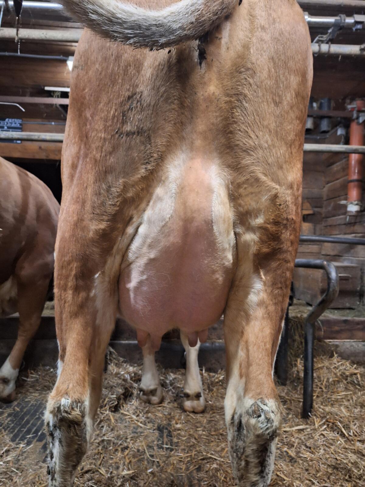 Verkaufe zahme sehr brave Erstlingskuh vom Aufzuchtbetrieb 1