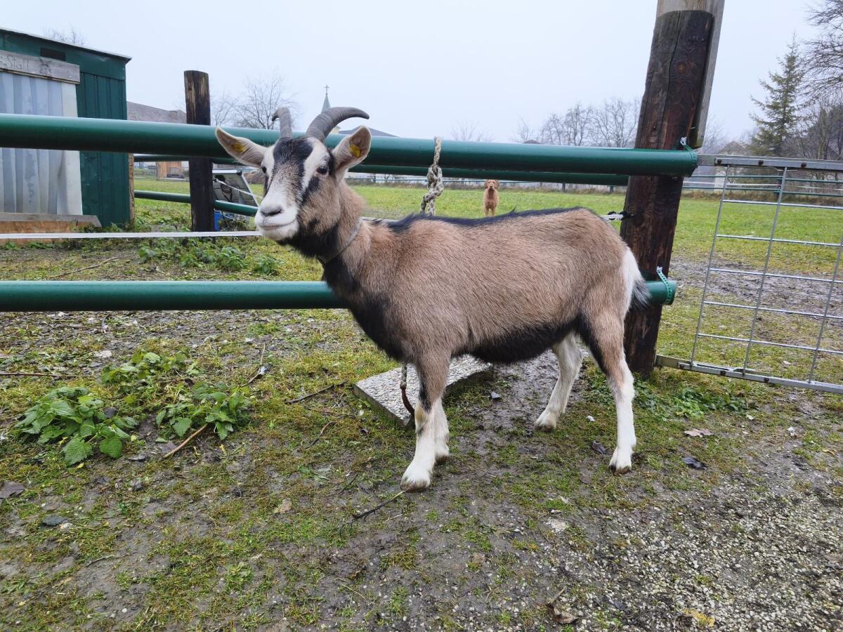 Toggenburger Ziege 1
