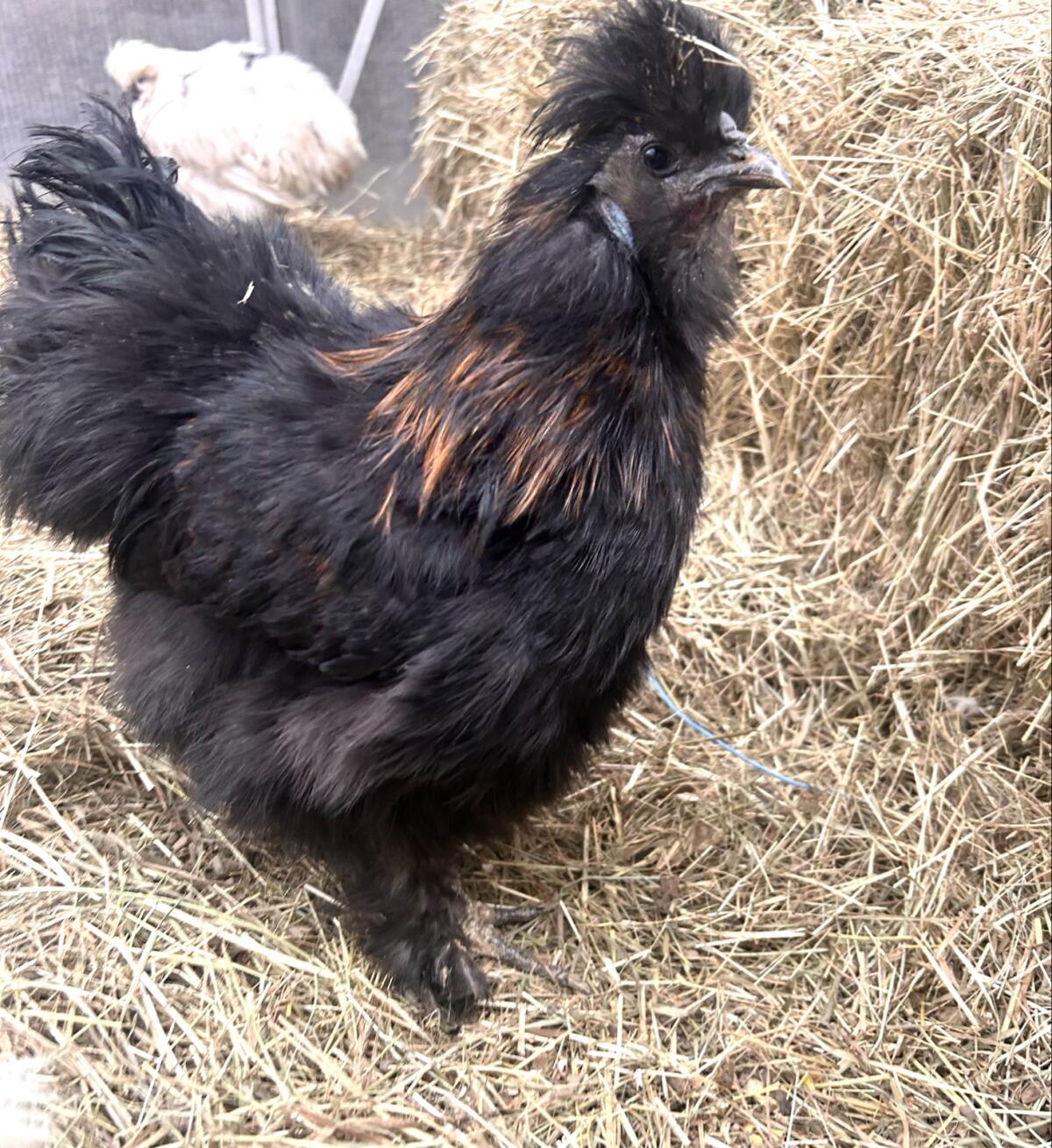 Großer Seidenhahn 2