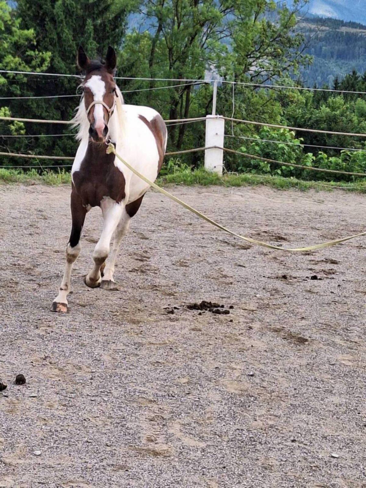 Verkaufe Pintostute Miss Rubiella 2