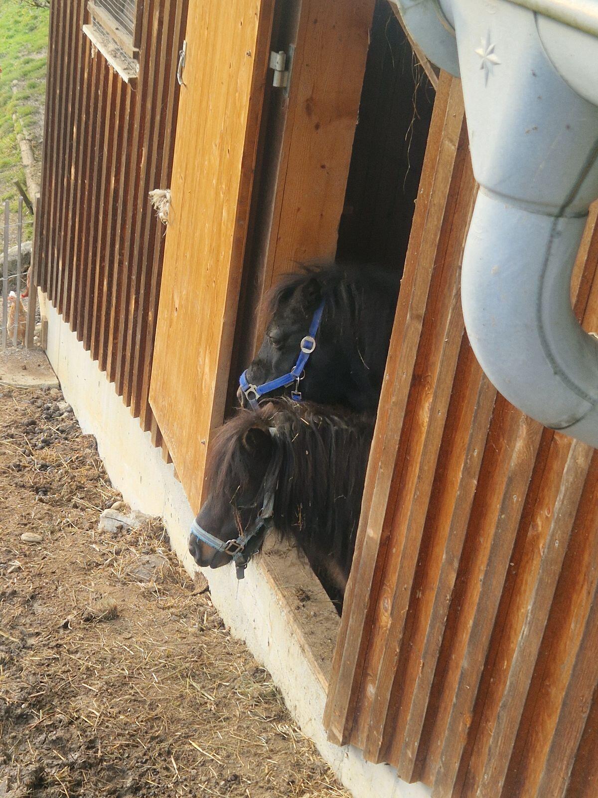 Pony Shetlandponys schwarz, schwarzbraun 2